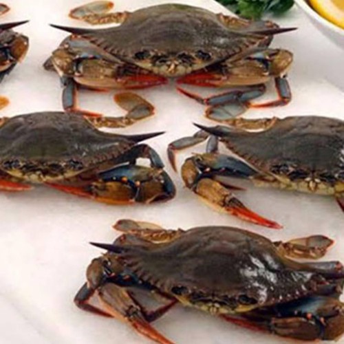 <strong><strong><strong>Mud crab exporters in chennai</strong></strong></strong>