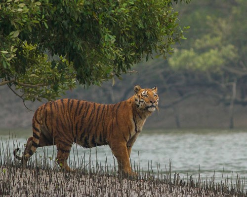 <strong><strong><strong>Sundarban National Tourism</strong></strong></strong>
