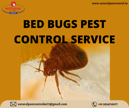 <strong><strong><strong><strong>Natural Pest Control</strong></strong></strong></strong>