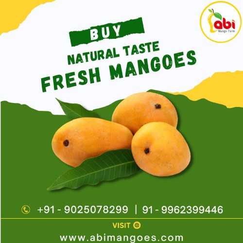 <strong><strong><strong><strong>Buy Premium 100% Organic Mangoes in India</strong></strong></strong></strong>